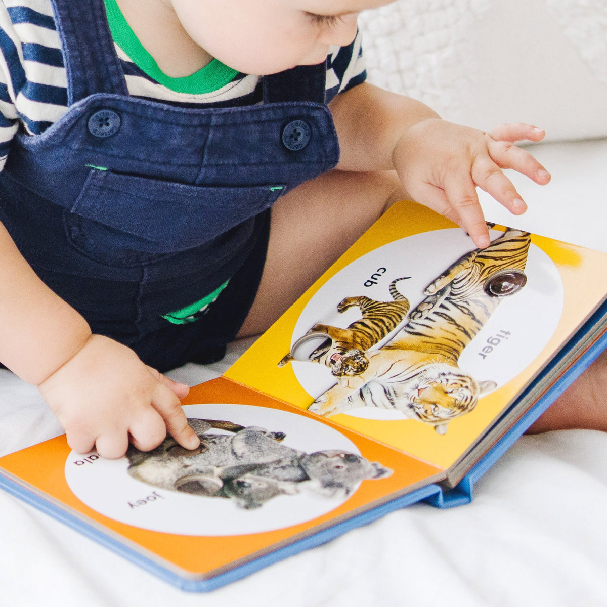 Educational Poke-a-Dot Wild Animal Families Board Book