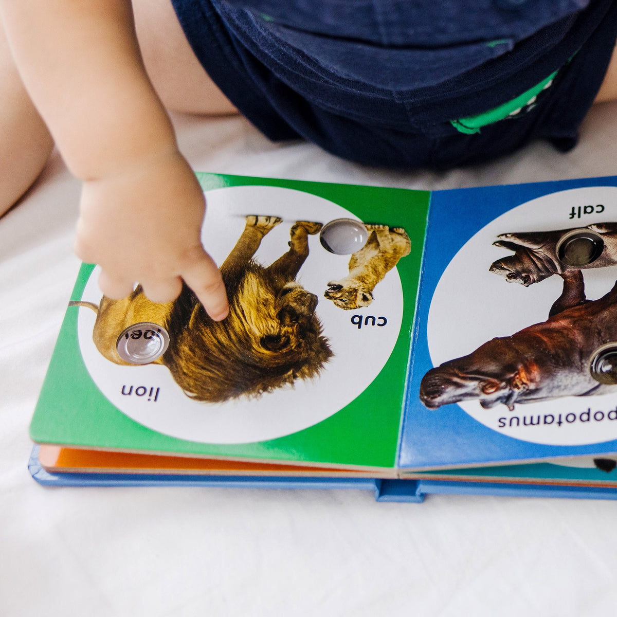Educational Poke-a-Dot Wild Animal Families Board Book